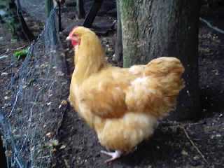 Huhn